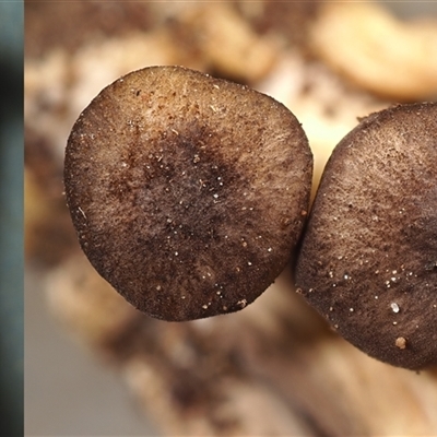 Trogia subglobospora ‘yellow gills’