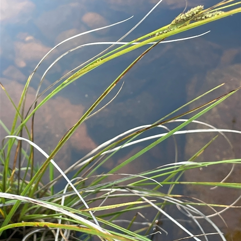 Carex iynx