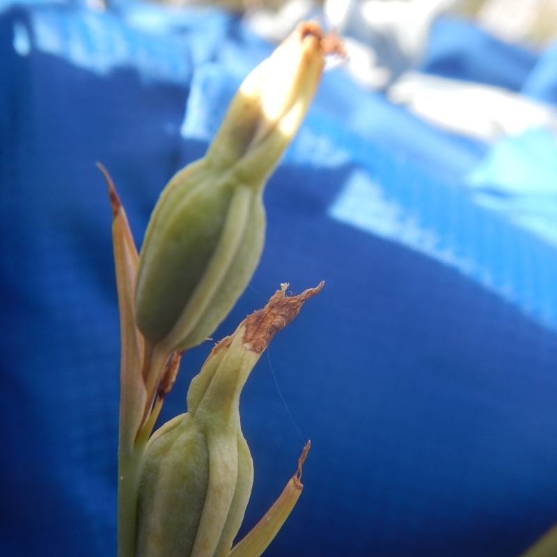 Calochilus sp.