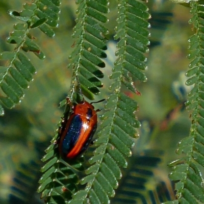 Calomela curtisi