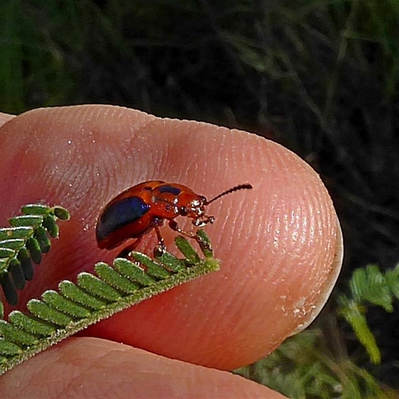 Calomela curtisi