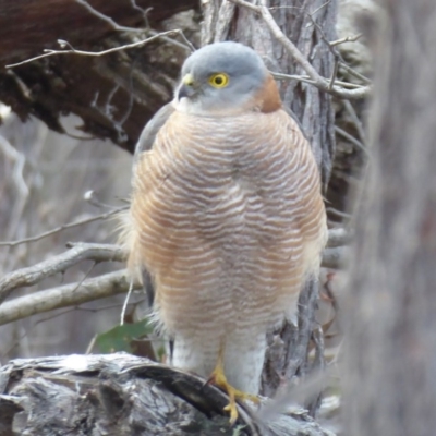 Accipiter cirrocephalus