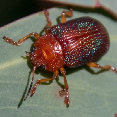 Calomela ioptera