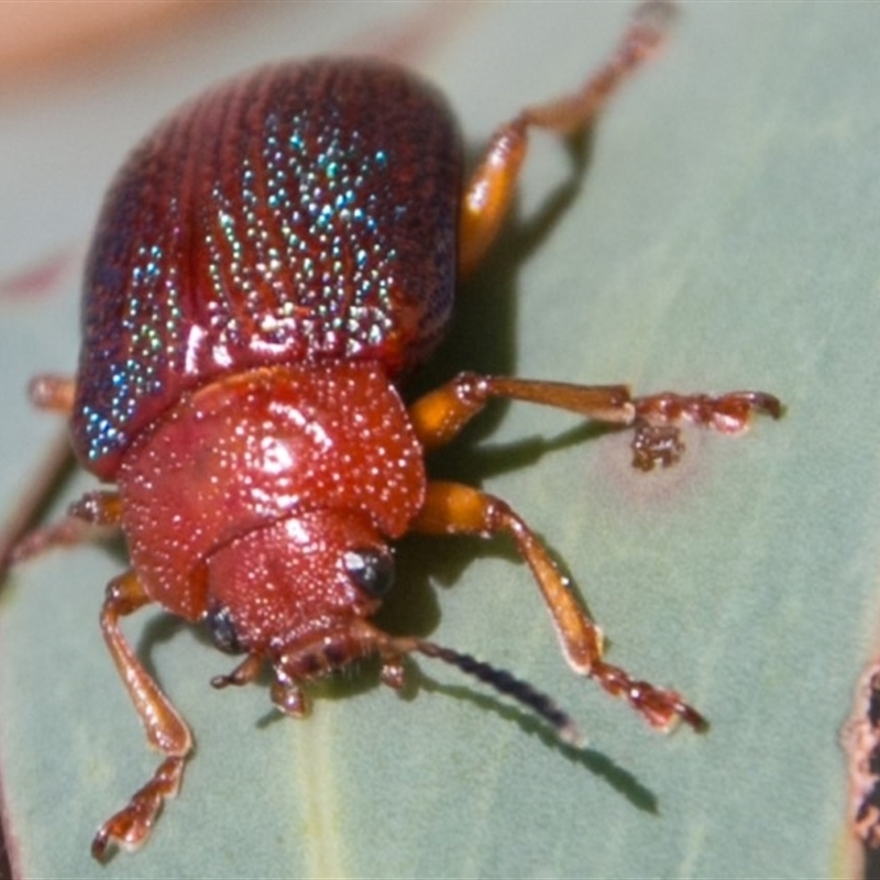 Calomela ioptera