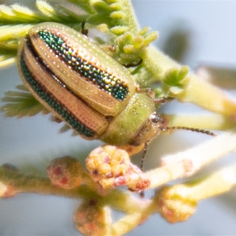 Calomela juncta