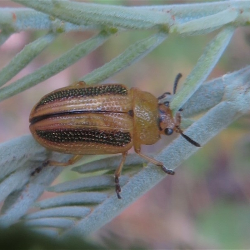 Calomela juncta