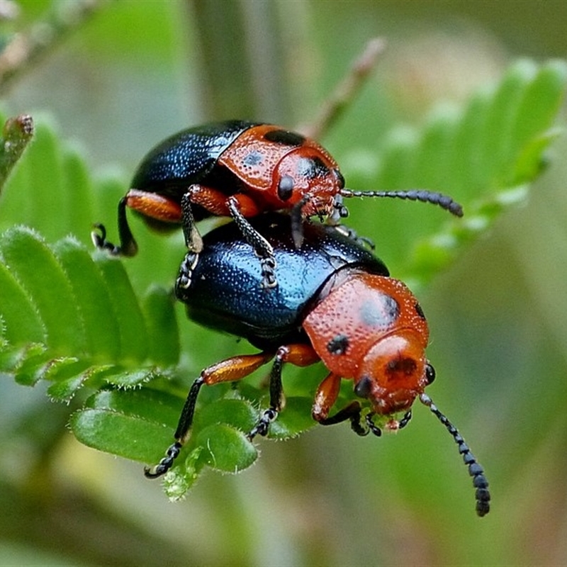 Calomela moorei