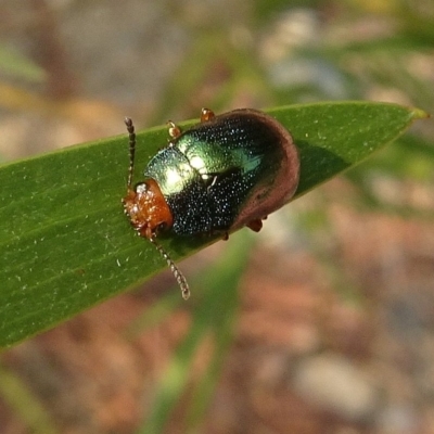 Calomela ruficeps