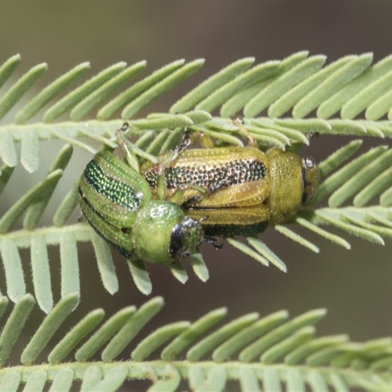 Calomela vittata