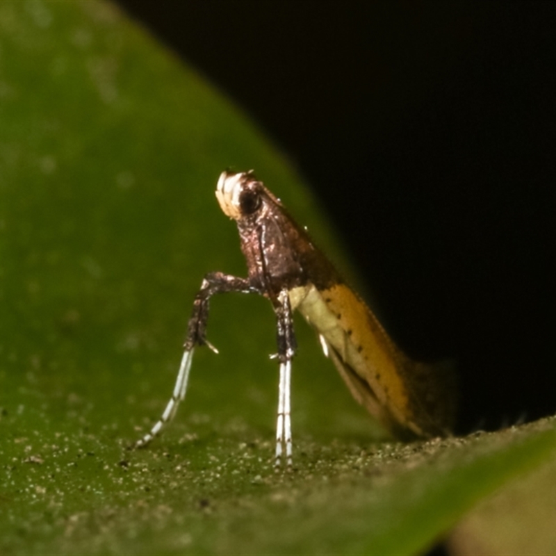 Caloptilia azaleella