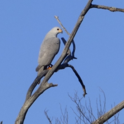 Accipiter novaehollandiae