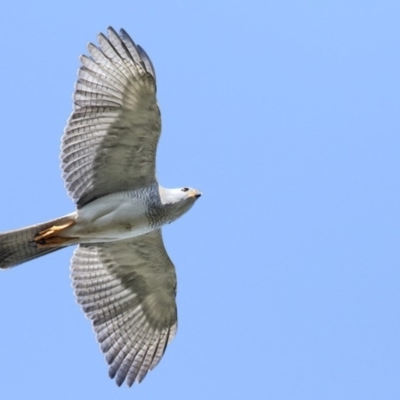 Accipiter novaehollandiae