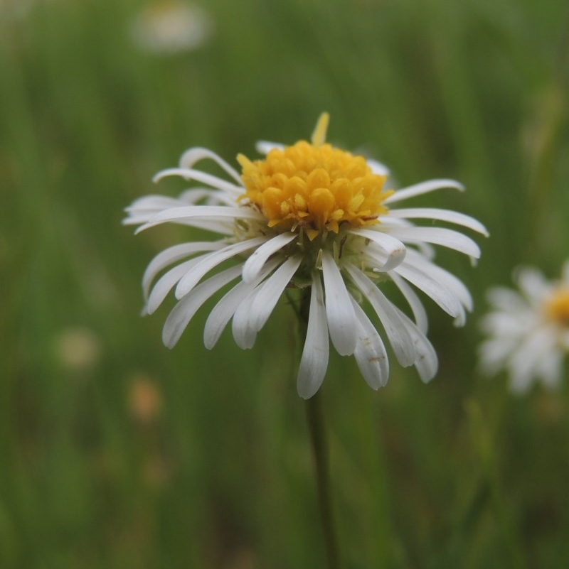 Calotis anthemoides