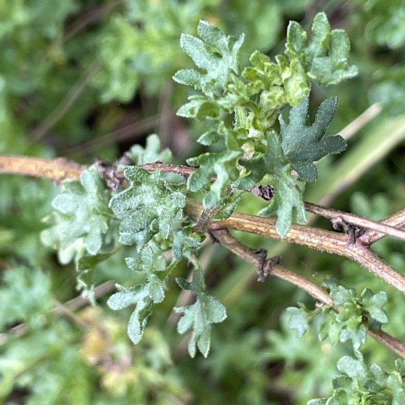 Calotis cuneifolia