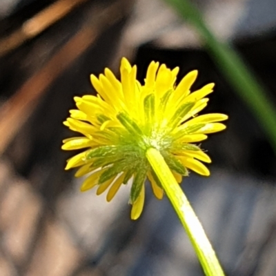 Calotis lappulacea