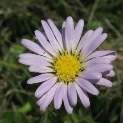 Calotis pubescens