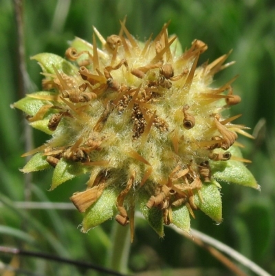 Calotis pubescens