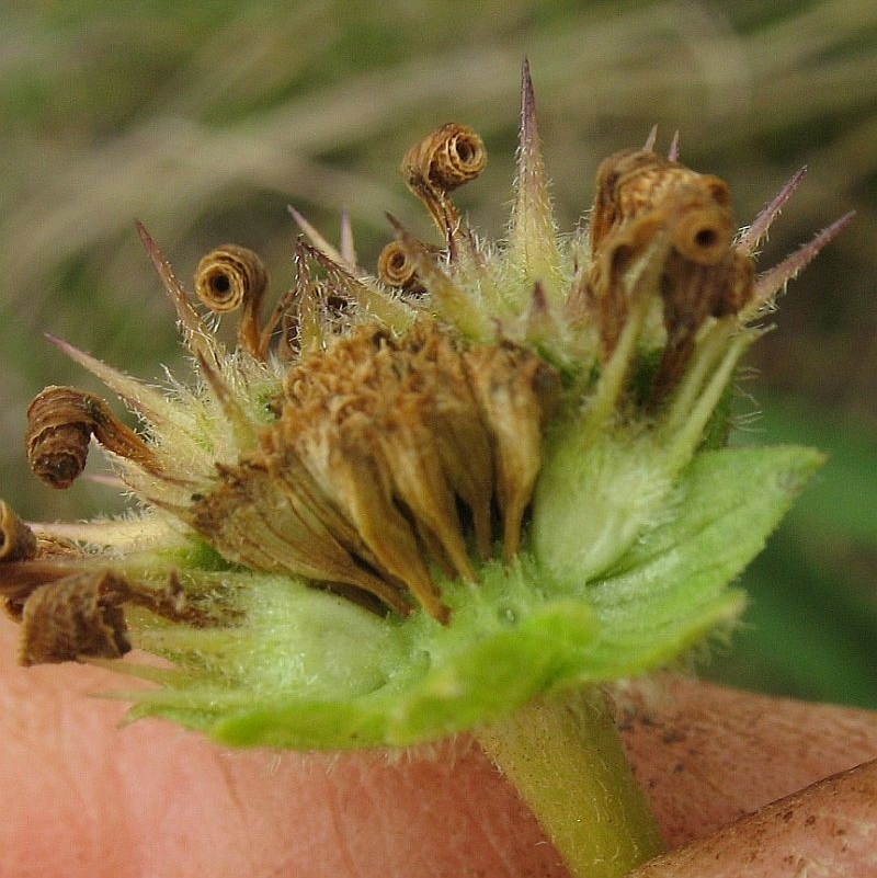 Calotis scabiosifolia var. integrifolia