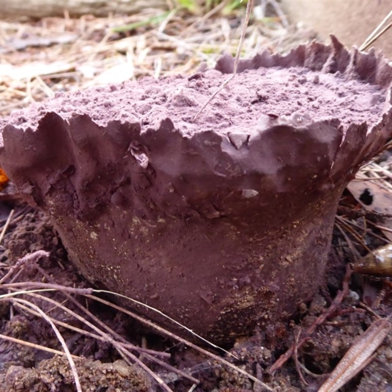 Calvatia cyathiformis