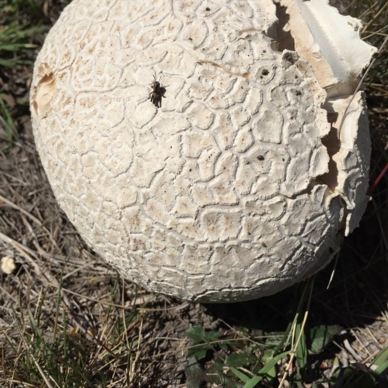 Calvatia sp.