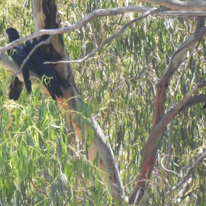 Calyptorhynchus banksii