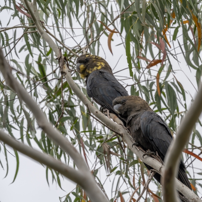 Calyptorhynchus lathami lathami