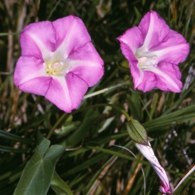 Calystegia sepium