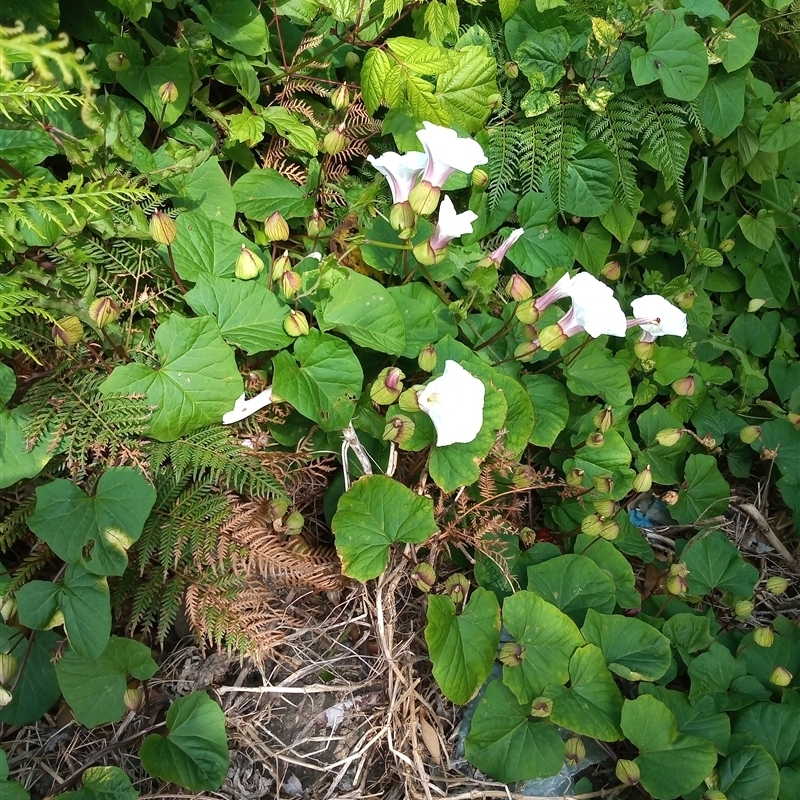 Calystegia sepium