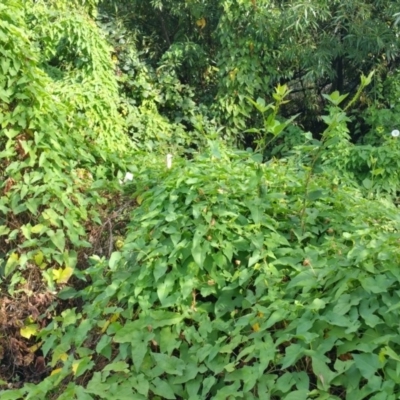 Calystegia silvatica