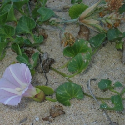 Calystegia soldanella