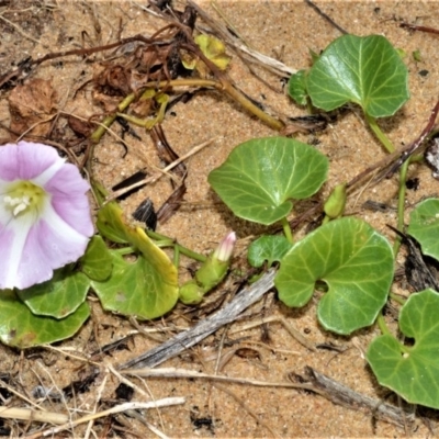 Calystegia soldanella