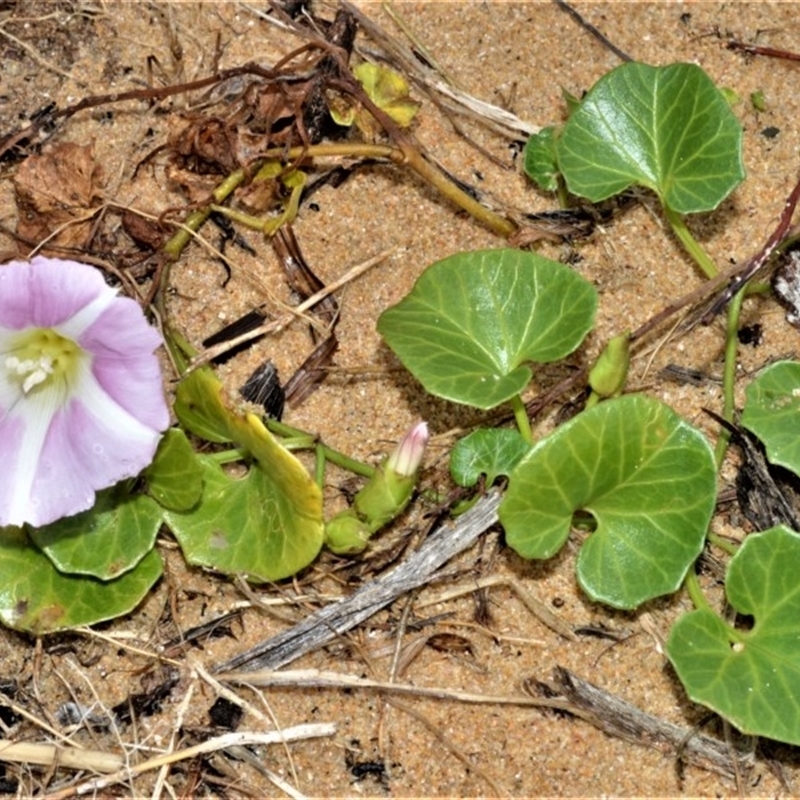 Calystegia soldanella