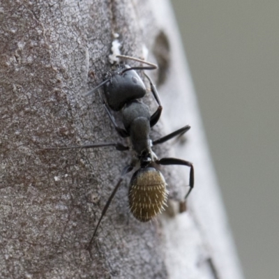 Camponotus aeneopilosus