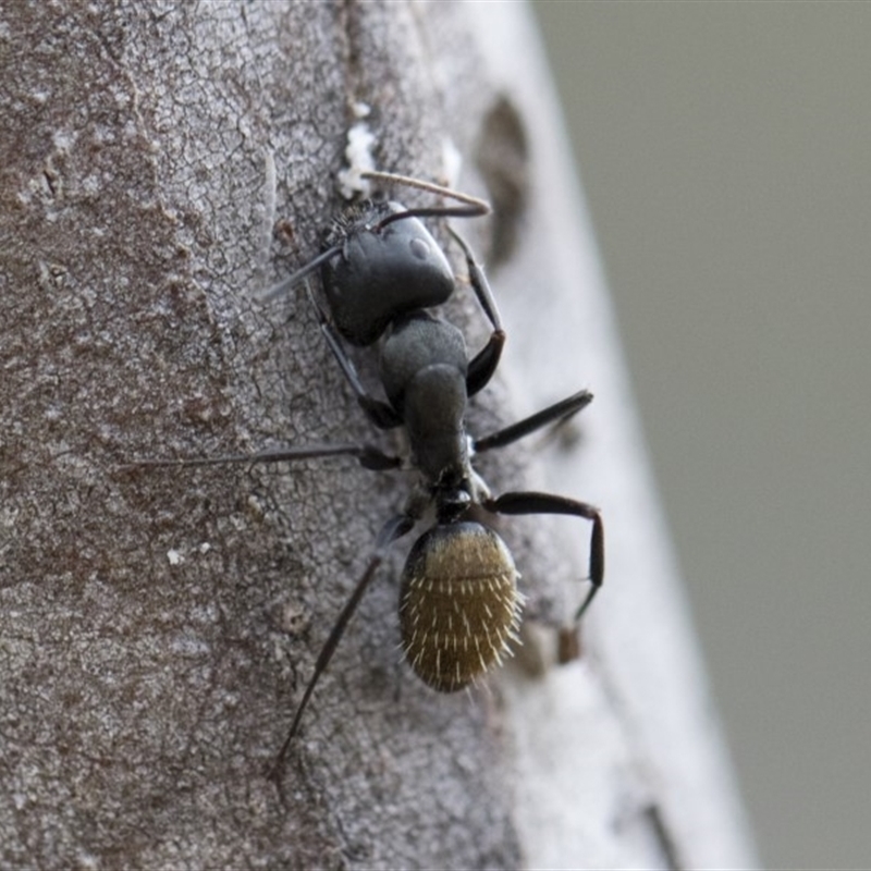 Camponotus aeneopilosus