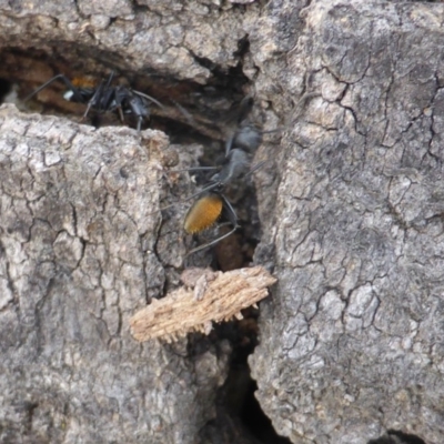 Camponotus aeneopilosus