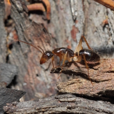 Camponotus claripes