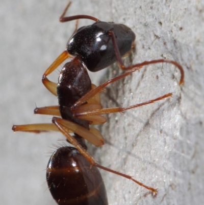 Camponotus claripes