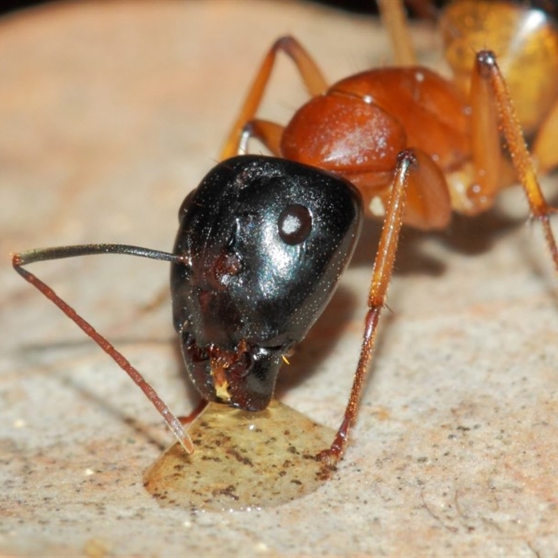 Camponotus consobrinus