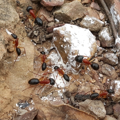 Camponotus nigriceps