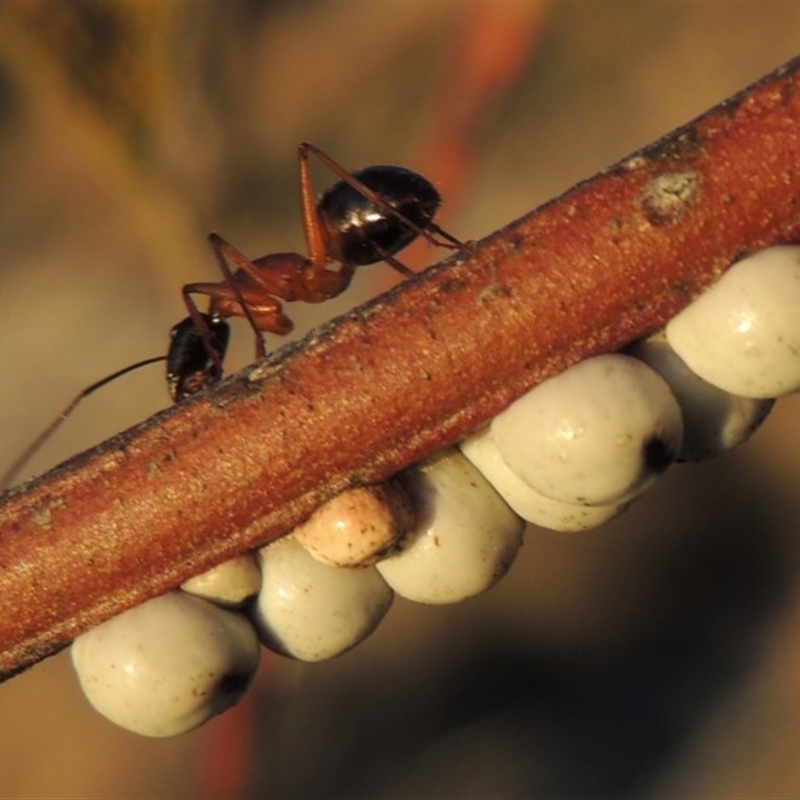 Camponotus nigriceps