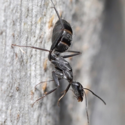Camponotus nigroaeneus