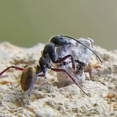 Camponotus suffusus