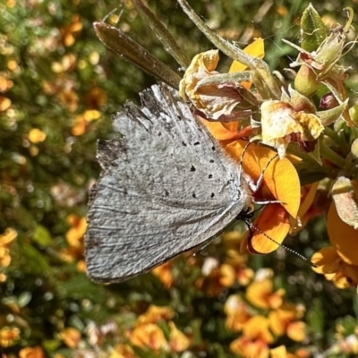 Eirmocides consimilis