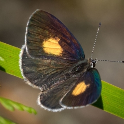 Candalides xanthospilos