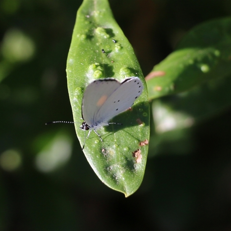 Candalides xanthospilos