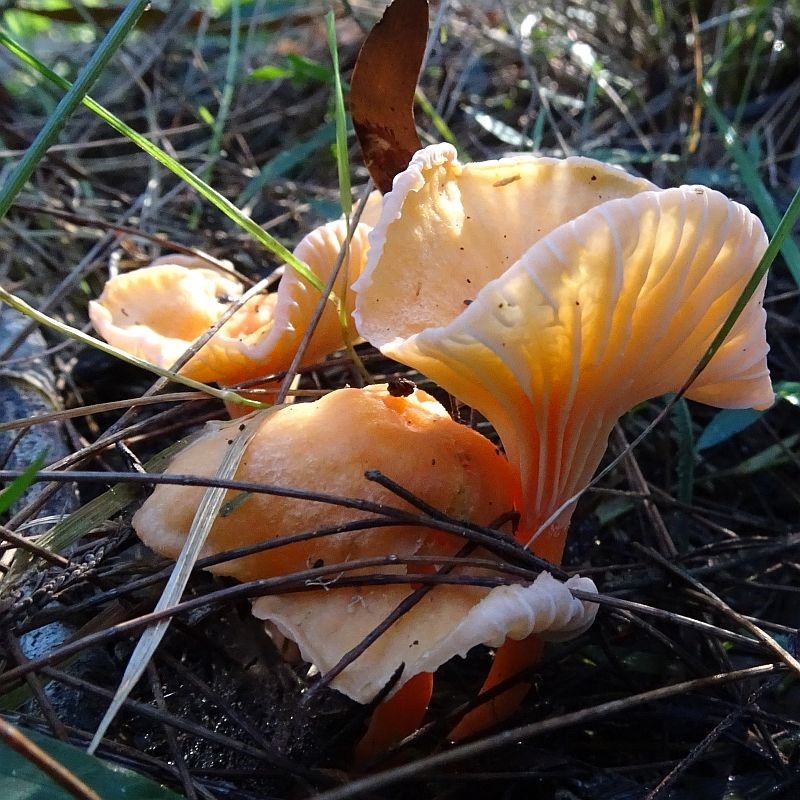 Cantharellus concinnus