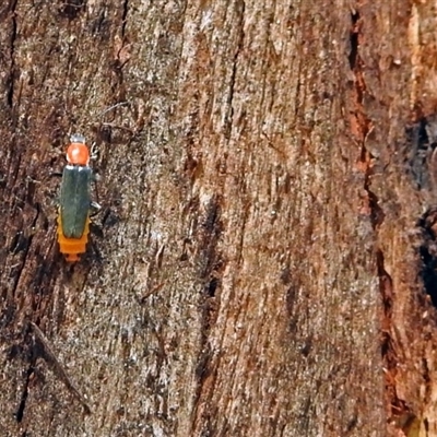 Cantharidae sp. (family)