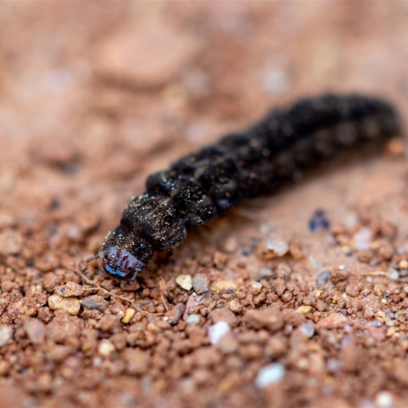 Cantharidae sp. (family)