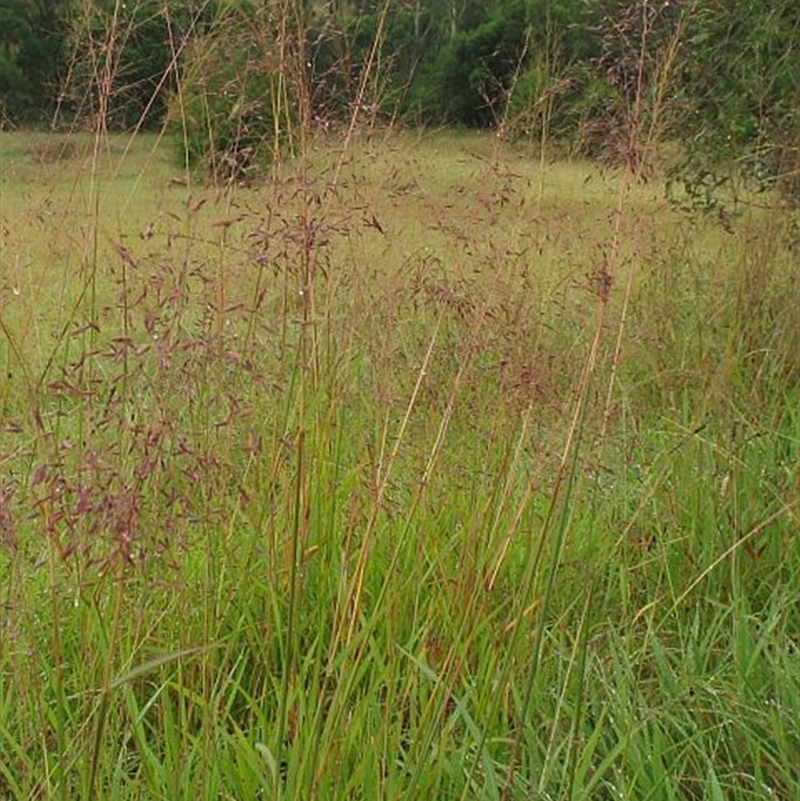 Jackie Miles, Bemboka cemetery