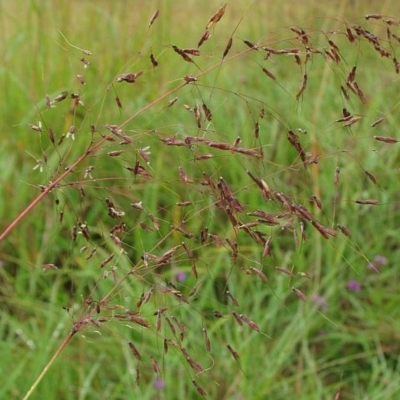 Capillipedium parviflorum